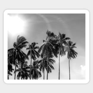 Palmtrees black&white Sticker